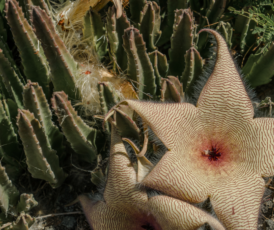 spooky house plants include this starfish succulent