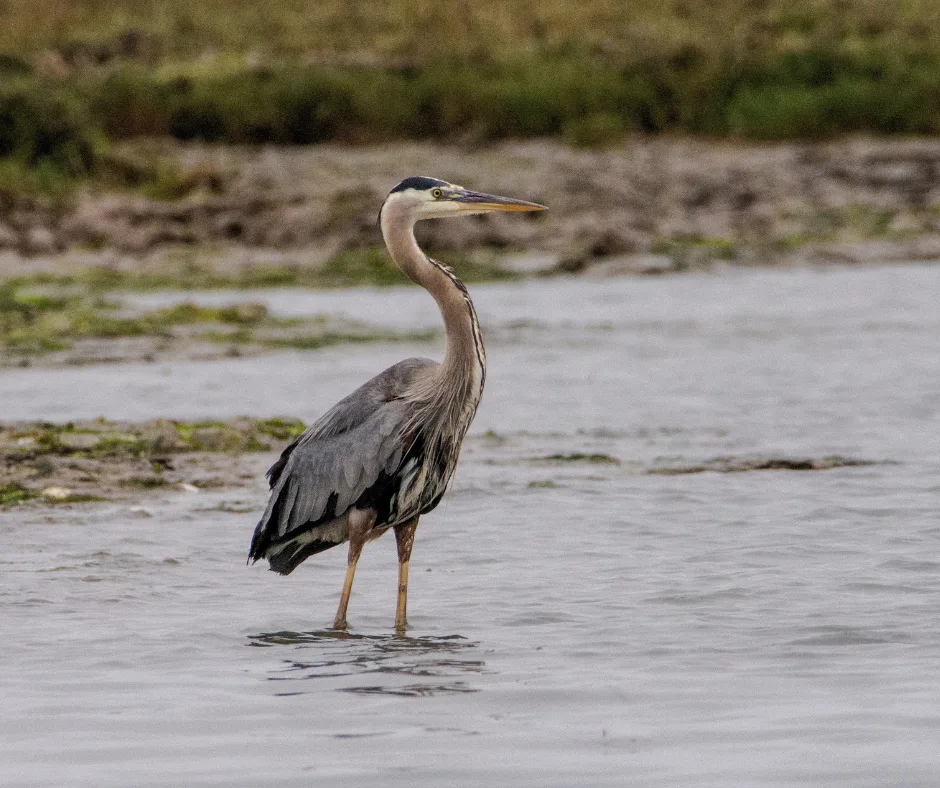 bird watching san francisco bay area birding bay area birds birds bay area