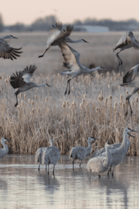 sandhill crane migration in nebraska
