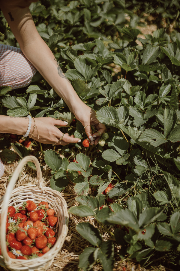woman picking strawberries