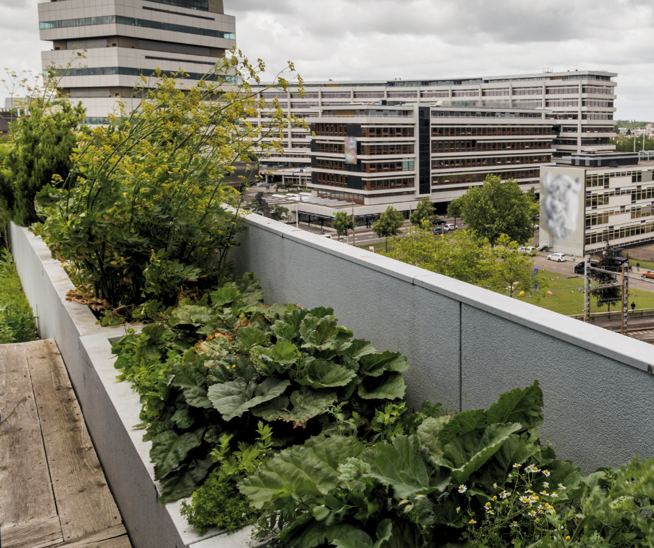 rooftop garden like Gotham Greens