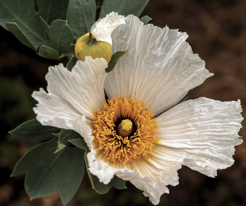 fire resistant plants include the matilja poppy