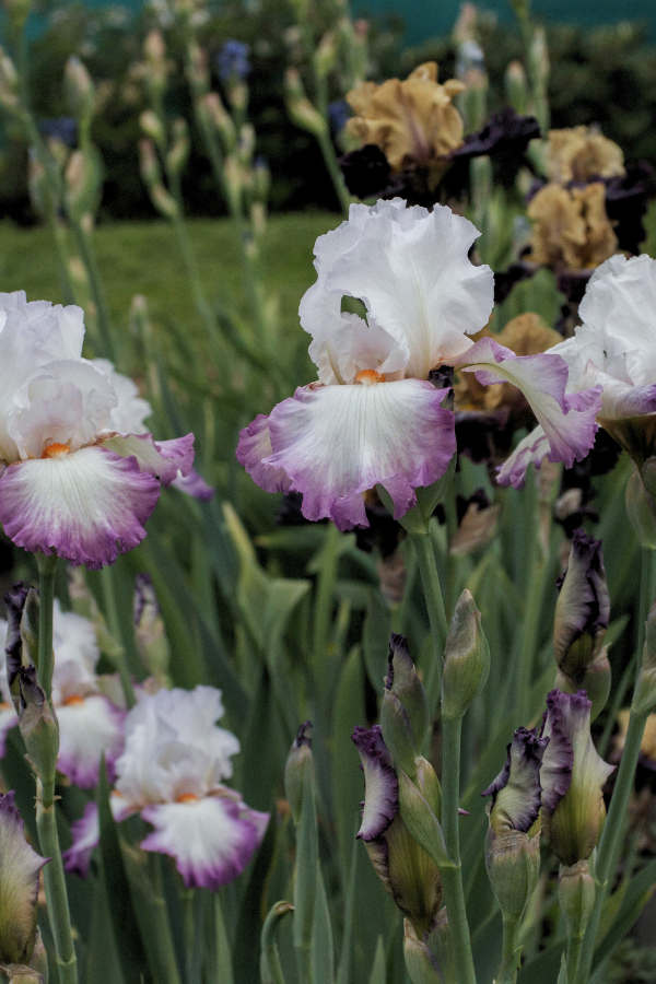 irises in a field