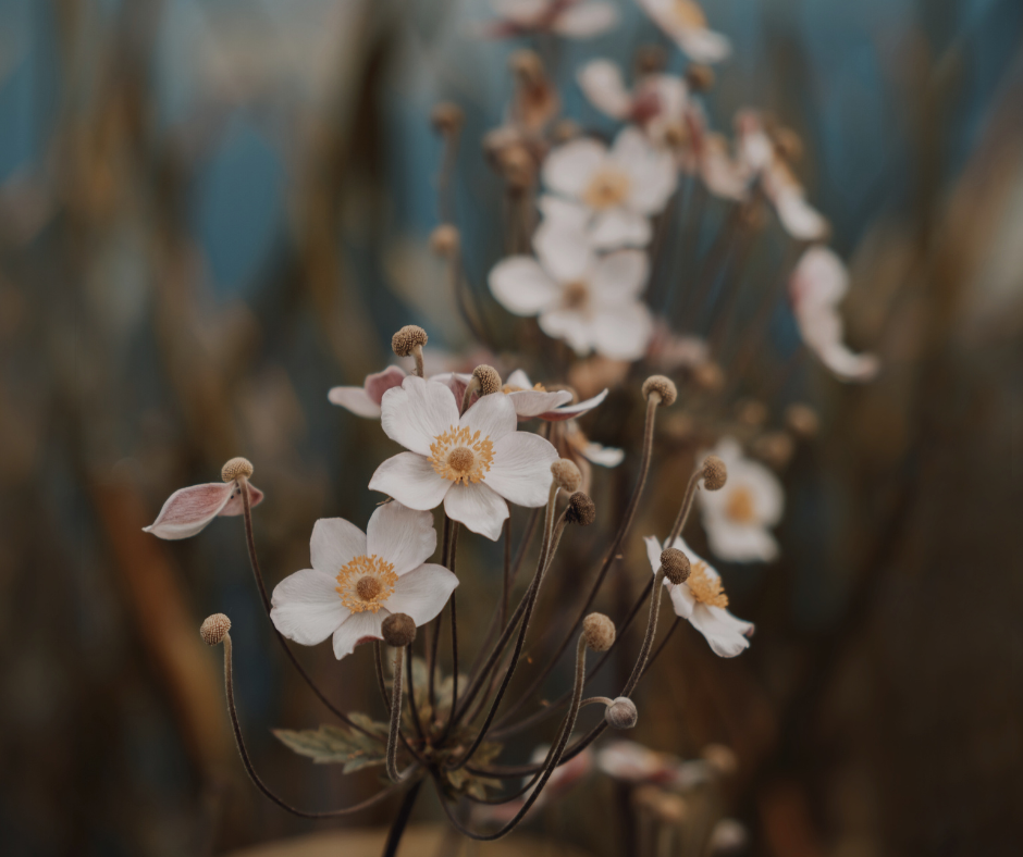 Fall flowers