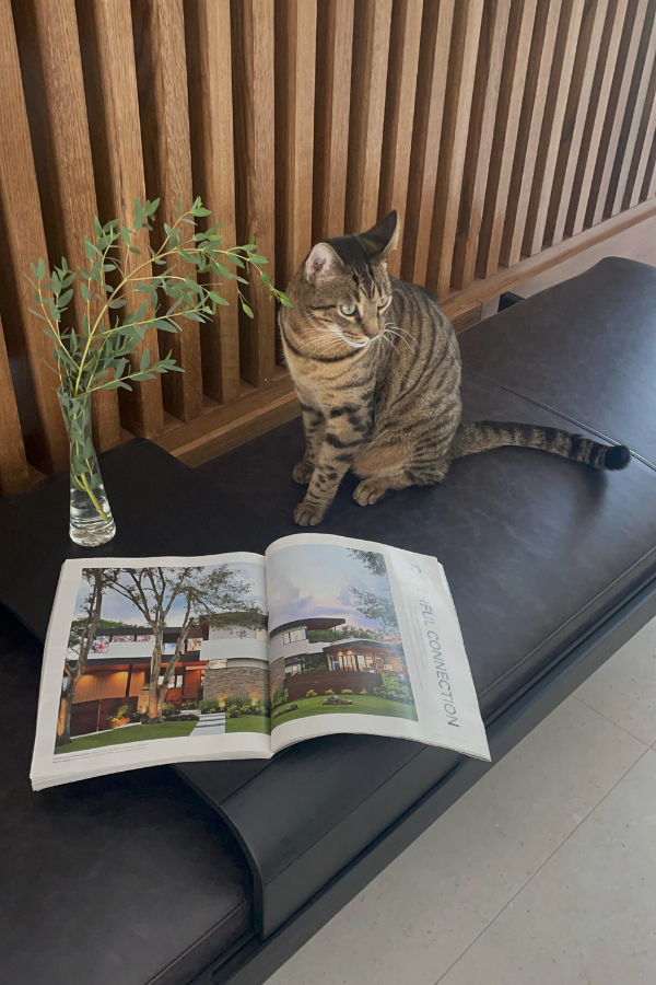 cat magazine plant chaise in a foyer
