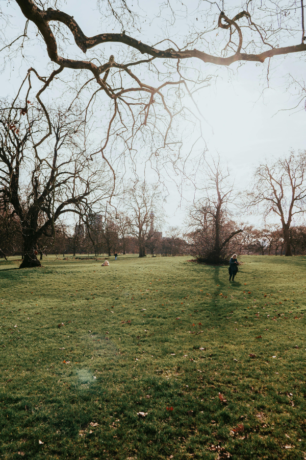 A sunlit grassy field in Regent’s Park framed by bare, twisting tree branches, with a few people scattered across the lawn.